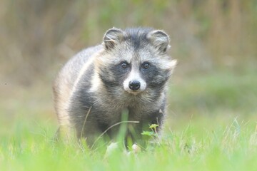 Common raccoon dog Nyctereutes procyonoides meadow Chinese Asian field closeup cute darling invasive species in Europe, evening sunset summer looking, beast fur eyes problem for biodiversity, Europe