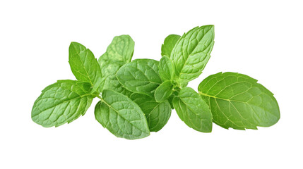 Mint on transparent background, PNG, cut out