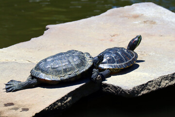 Freshwater Turtles (Trachemys Scripta) taking a sunbathing