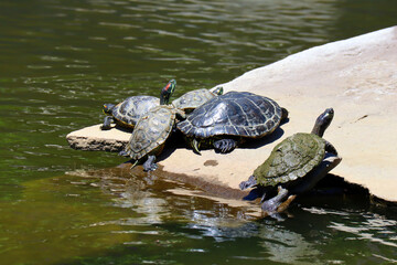 Fototapeta premium Freshwater Turtles (Trachemys Scripta) taking a sunbathing