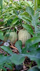watermelon in the garden
