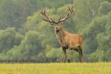 Red deer new antlers wildlife Cervus elaphus fawn western red deer male European graze in meadow nice eyes fur forest in mountains, widespread hunting animal care, hunted Europe