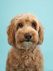 A Labradoodle with curly fur sits calmly, looking straight ahead with a neutral expression against a light blue background.