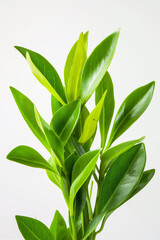 Green leaves on white background, eco design and spring nature flat lay concept