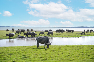 Herd of Thai Buffalo resting, grazing near water and swimming inside a lake at  Ban Tha rit...