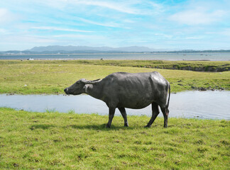Thai Buffalo standing alone on the grass field near lake at Ban Tha Rit campground as know as New Zealand in Thailand in Lopburi Province, Thailand.