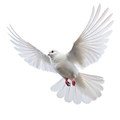 white dove flying isolated on transparent background