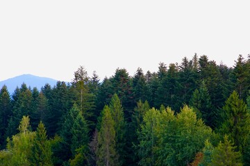 trees in the mountains
