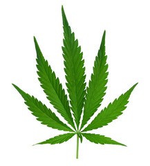 Green cannabis leaf on isolated background