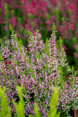 Beautiful heathers of different colors