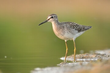 Wood sandpiper Tringa glareola bird rain water in pond wetland wading shorebirds waders young nature wildlife cute darling, beautiful animal, lovely animal, ornithology, fauna wildlife Europe