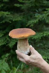 Holding huge Boletus edulis mushroom in a hand