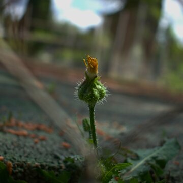 Flor observable entre una reja