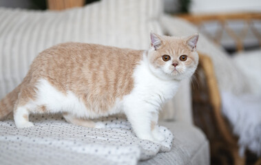 Edle Luxus Katze - BKH Kitten im edlen Wohnzimmer