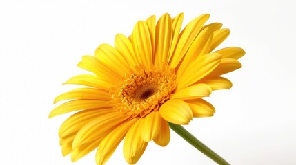 Close up of big yellow flower on white backdrop