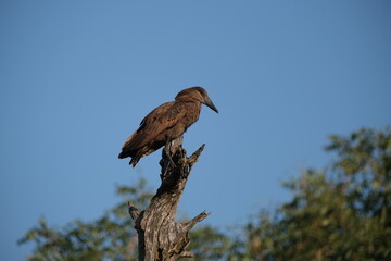 Hammerhead bird (hamerkop) sitting on top of a broken branch