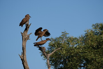 Hammerhead (hamerkop) birds about to mate, one has wings spread, other one sitting on a branch