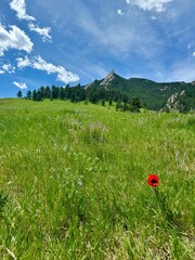 field with red poppies