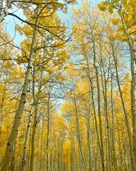 autumn trees in the forest