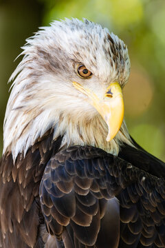 Close-up of a bald eagle 