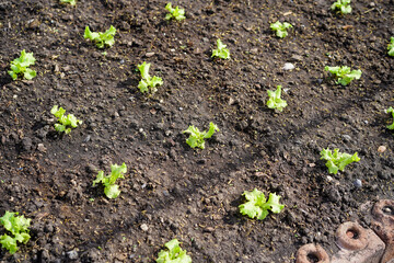 Small seedlings of green vegetable salad growing in farm.Vegetables plantation in garden, Organic plant cultivation greenhouses.