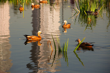 Red ducks on the water in the reserve, panorama of calm water with ducks in the park