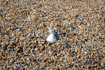 The pebble beach in Deal, Kent, with a seagull sat in the sunshine