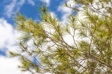 Twigs of pine trees with green needles and cones brown bark on a blue sky background in summer in a park
