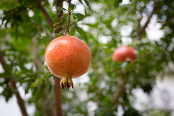 Pomegranate fruit on tree branch selective focus. Organic pomegranates ripe and ready for harvest.