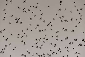 many black birds in the sky, A flock of birds flying in the sky, abstract, black and white, photographed from the ground