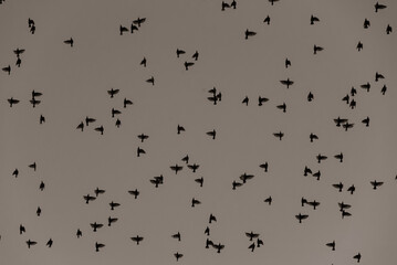 many black birds in the sky, A flock of birds flying in the sky, abstract, black and white, photographed from the ground
