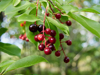 Prunus padus, known as bird cherry, hackberry, hagberry, or Mayday tree   