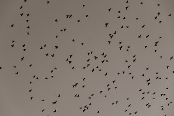 many black birds in the sky, A flock of birds flying in the sky, abstract, black and white, photographed from the ground