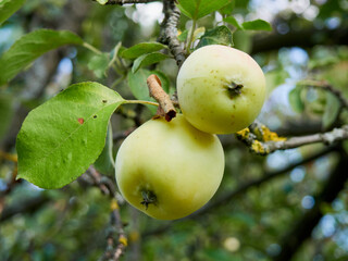Ripe apples on a branch in the garden, close-up