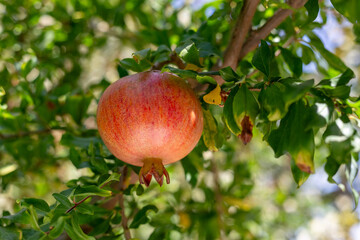 Pomegranate fruit on a tree branch. Organic pomegranate ripe and ready to harvest.