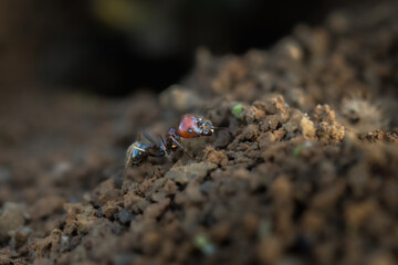 ant close up carrying materials