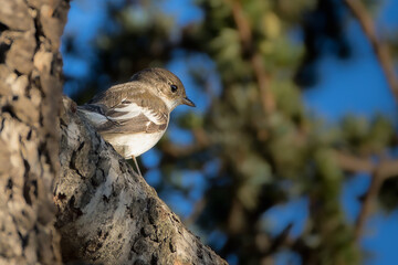 Spotted Flycatcher perched on a branch in the morning light