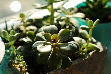 a garden with miniature succulent plants. Home indoor plants for decoration and hobbies