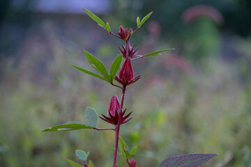 Roselle plant ,red Sorrel or hibiscus sabdariffa