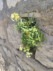 Resilient Plants Determinedly Growing Through The Stone Walls Crevice Despite Adversity
