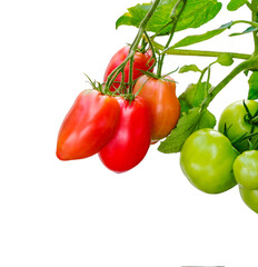 Branch with bunches of tomatoes, close-up