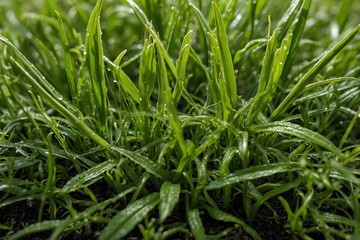 Obraz premium Detailed Close-Up of Plants Where Every Detail of the Vibrant Leaves and Shoots is Visible