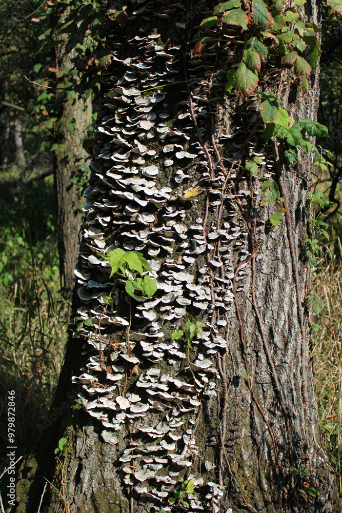 Wall mural white bracket mushrooms on a dead tree trunk at algonquin woods in des plaines, illinois