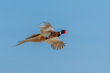 Pheasant (Phasianus colchicus)
