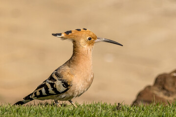 Hoopoe (Upupa epops)