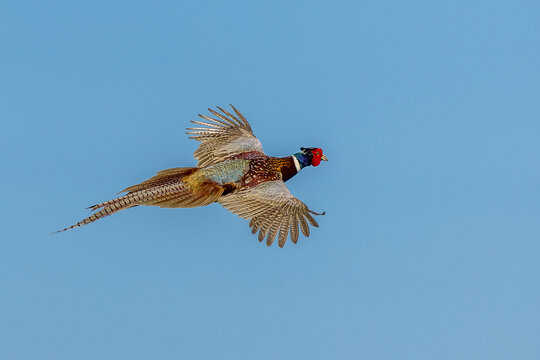 Pheasant (Phasianus colchicus)