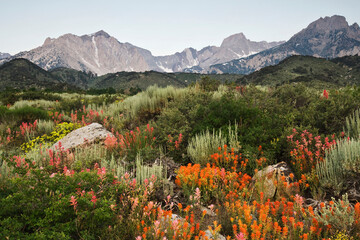 USA, California. Wildflowers bloom on the eastern escarpment of the Sierra Nevada Mountains.