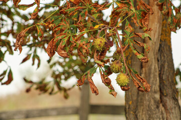- A tree branch with dried, brown leaves and green, spiky fruits hanging from it. The contrast between the wilting foliage and fresh fruit suggests a seasonal transition
