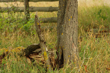 A tree trunk with rough bark and a few branches extending outward, standing in front of a wooden fence and green foliage. The textures and contrast add depth to the natural setting