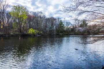 Serene spring landscape with lake, leafless trees and hints of green against a cloudy sky. New Jersey, USA.